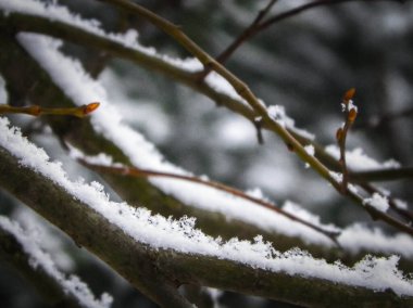 Ağaç dalında taze kar. Kış mevsimi doğası.