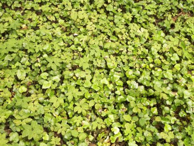 Yeşil sarmaşık yaprakları doğal bir arka plan. Boşluğu kopyala, doğa arkaplanı.