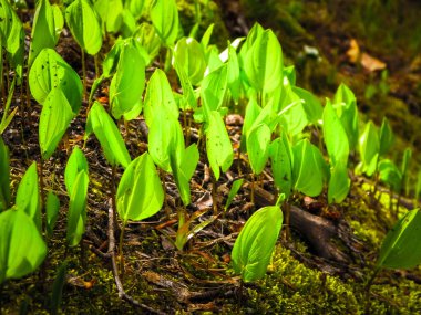 Ormanda yetişen küçük yeşil bitkilere yakın. Doğa arkaplanı.
