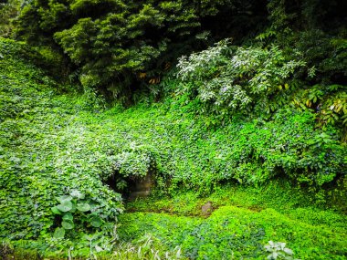 Tropikal ormanın manzarası. Sao Miguel Azores. Sao Miguel, Atlantik Okyanusu 'ndaki en büyük Azores takımadası adasıdır. Janela do Inferno Doğal Rezerv.