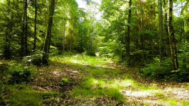 Vahşi orman manzarası. Yeşil orman güneşli bir günde, yaz mevsiminde. Güzel doğa Pomerania - Kuzey Polonya bölgesi.