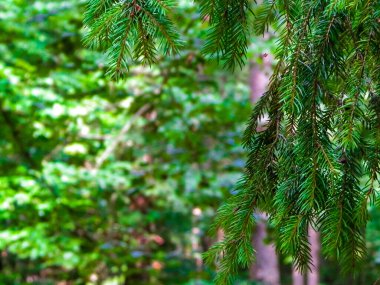Forest background. Close-up of spruce branches. NAture concept. Copy space on blur.
