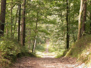 Yeşil ormanda yol. Yaz ormanı manzarası. Kuzey Polonya doğası. Seyahat ve doğa kavramı.
