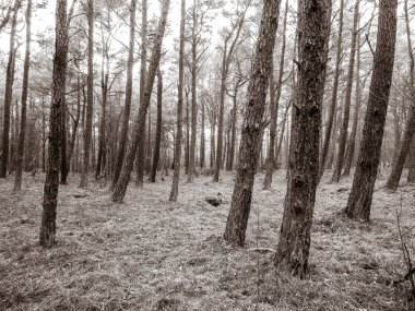 Baltık Denizi 'nin kıyı bölgesindeki çam ormanı. Tatiller ve turizm, Kuzey Polonya 'nın güzel doğası. BW soyut filtre tonu