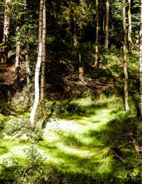 Vahşi doğa - yeşil ormandaki sulak alan. Bataklık yosunu ve ağaçlar - Pomeranya 'nın güzel doğası - Kuzey Polonya bölgesi.