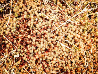Close-up of forest moss and lichen. The beauty of nature as a background.