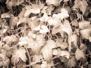 Yeşil akçaağaç yapraklarını doğal bir arka plan olarak bırakır. Uzayı kopyala Soyut sanat filtresi.