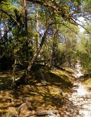 Stilo 'daki orman. Kuzey Polonya. Baltık Denizi kıyısı.