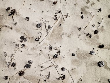 Cones and sand as a natural background. Copy space.