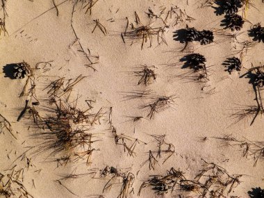 Cones and sand as a natural background. Copy space.