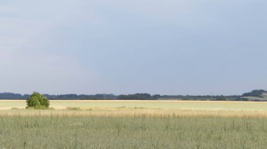 Kashubia 'da bir tarla. Tarım konsepti. Kuzey Polonya.