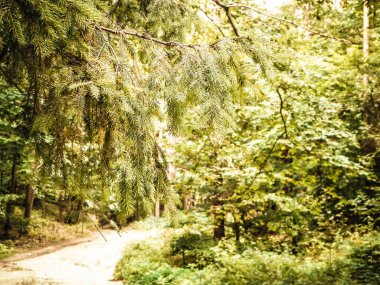 Forest background. Close-up of spruce branches. NAture concept. Copy space on blur.