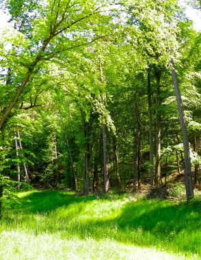 Kashubia 'daki güzel orman. Polonya. Kuzey Polonya 'nın güzel doğası.