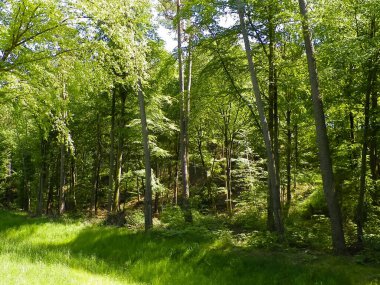Kashubia 'daki güzel orman. Polonya. Kuzey Polonya 'nın güzel doğası.