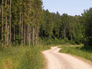 Kashubia 'da ormanın üzerindeki yol. Polonya. Kuzey Polonya 'nın güzel doğası.