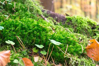 Ormandaki yeşil yosunları kapatın. Doğa Konsepti.