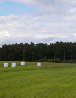 Yeşil bir tarlada balya toplayın. Kuzey Polonya 'da yaz sonu. Hasat..