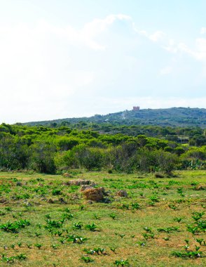 Marfa Yarımadası Malta 'da doğa 2000 bölgesi. Bu güzel adadaki tek yeşil ve ormanlık alan..