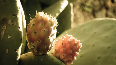 Dikenli armut meyvelerini yakın. Çöl bitkisinin lezzetli meyveleri.