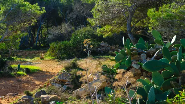 Marfa Yarımadası Malta 'da doğa 2000 bölgesi. Bu güzel adadaki tek yeşil ve ormanlık alan..
