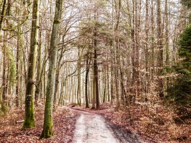 Kış tatilinden sonra orman tekrar uyanır. Bahar güneşi ağaçların arasından doğuyor Polonya doğası. Doğa konsepti.