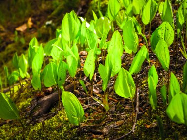 Ormanda yetişen küçük yeşil bitkilere yakın. Doğa arkaplanı.