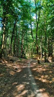 Orman manzarası. Kuzey Polonya doğası güzeli..