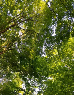 Doğal bir arka plan olarak yeşil dallar. Kopyala uzayı, vahşi orman.