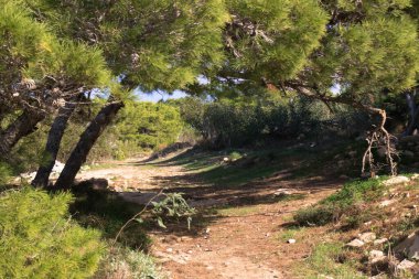 Marfa Yarımadası Malta 'daki Orman 2000 Doğa Koruma Alanı. Malta Adası 'ndaki tek orman sakini..