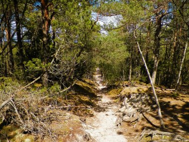 Stilo 'daki orman. Kuzey Polonya. Baltık Denizi kıyısı.
