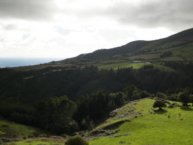 Tipik Azores manzarası. Arka planda doğal yeşil arazi tepeleri ve deniz. Doğanın güzelliği konsepti.
