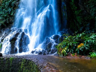 Tropikal ormanda şelale. Azores Takımadası. Sao Miguel Adası.