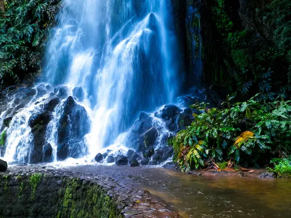 Tropikal ormanda şelale. Azores Takımadası. Sao Miguel Adası.
