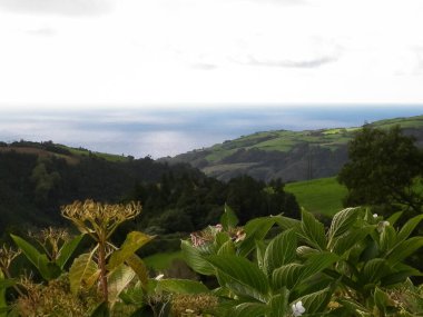 Tipik Azores manzarası. Arka planda doğal yeşil arazi tepeleri ve deniz. Doğanın güzelliği konsepti.