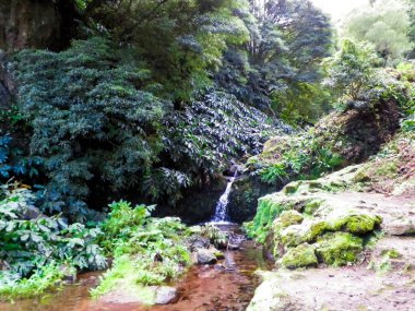 Sao Miguel Adası 'ndaki egzotik tropikal ormanda küçük bir nehir. Doğanın güzelliği.