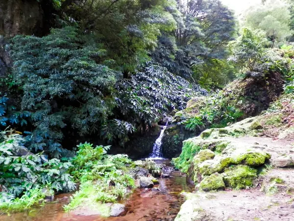 Sao Miguel Adası 'ndaki egzotik tropikal ormanda küçük bir nehir. Doğanın güzelliği.