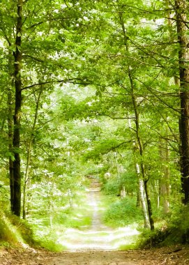 Yeşil ormanda yol. Yaz ormanı manzarası. Kuzey Polonya doğası. Seyahat ve doğa kavramı.