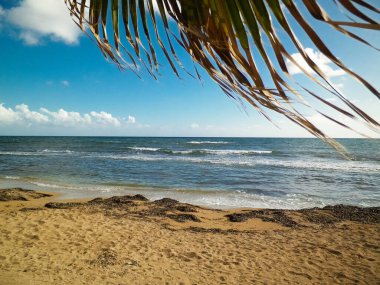 Akdeniz kıyısındaki sahil ve palmiyeler. Kıbrıs adasının egzotik doğası.