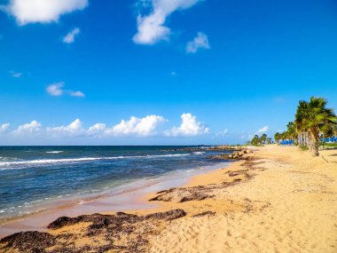 Kıbrıs adası Paphos City yakınlarındaki tropik palmiye, sahil ve Akdeniz manzarası. Seyahat kavramı.