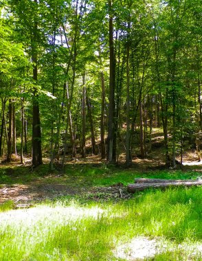 Kashubia 'daki güzel orman. Polonya. Kuzey Polonya 'nın güzel doğası.