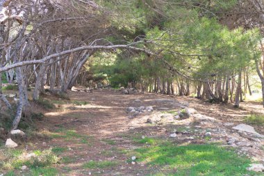 Marfa Yarımadası Malta 'daki Orman 2000 Doğa Koruma Alanı. Malta Adası 'ndaki tek orman sakini..