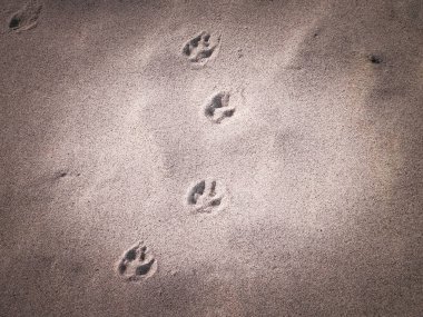Kumsalda ya da çölde kedi ya da tilki pençesi izleri. Doğal arkaplan.