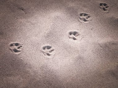 Kumsalda ya da çölde kedi ya da tilki pençesi izleri. Doğal arkaplan.