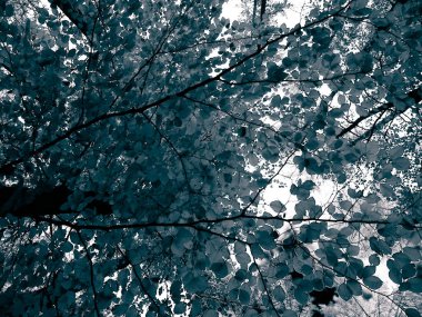 Sonbahar ağaçlarının dalları doğal arka plan olarak. Altın sonbahar, kopyalama alanı. BW soyut filtre tonu.