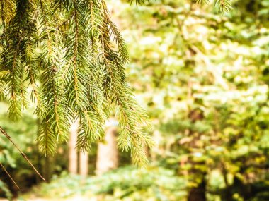 Forest background. Close-up of spruce branches. NAture concept. Copy space on blur. Abstract filter toned.