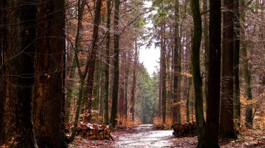 İlkbahar, kış tatilinden sonra orman tekrar uyanır. Bahar güneşi ormandaki ağaçların arasından doğuyor. Doğa konsepti.