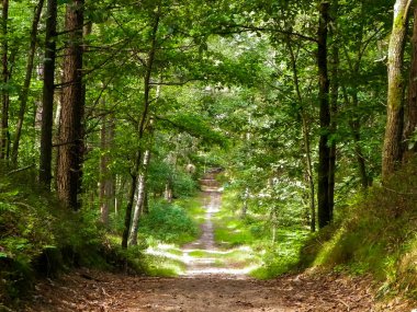 Yeşil ormanda yol. Yaz ormanı manzarası. Kuzey Polonya doğası. Seyahat ve doğa kavramı.