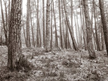 Baltık Denizi 'nin kıyı bölgesindeki çam ormanı. Tatiller ve turizm, Kuzey Polonya 'nın güzel doğası. BW soyut filtre tonu