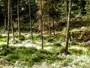 Yeşil ormandaki sulak alan. Bataklık yosunu ve ağaçlar - Kuzey Polonya 'nın güzel doğası.
