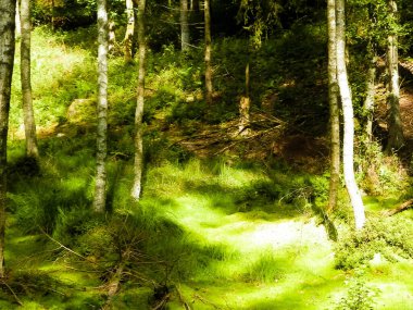 Vahşi doğa - yeşil ormandaki sulak alan. Bataklık yosunu ve ağaçlar - Pomeranya 'nın güzel doğası - Kuzey Polonya bölgesi.